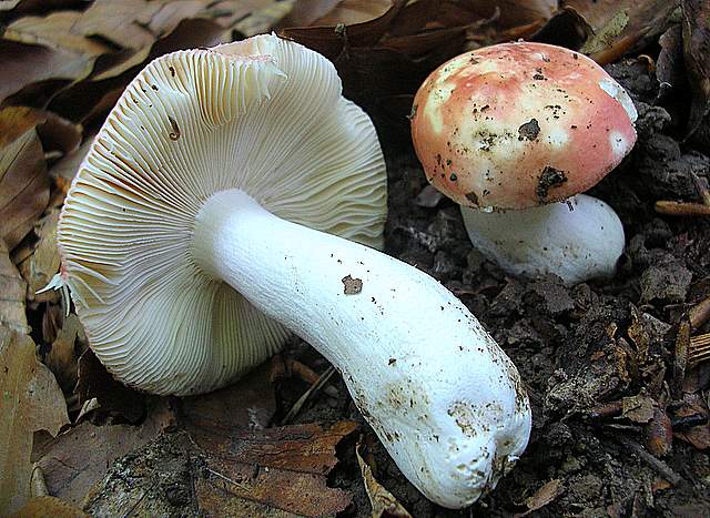 La Flora fungina negli aspetti microclimatici subtropicali